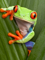 Red-eyed-tree-frog-on-leaves-3-2 3x4.webp