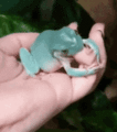 Frog eat finger!.gif