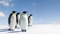 Penguin-species-places-Galapagos-Antarctica.webp