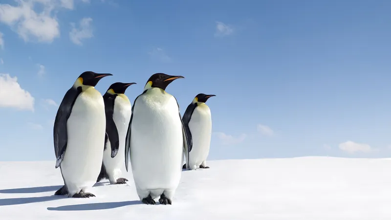 File:Penguin-species-places-Galapagos-Antarctica.webp